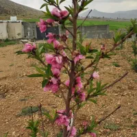 فروش باغ|فروش زمین و ملک کلنگی|شیراز, داریون|دیوار