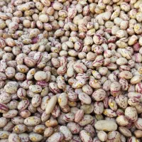 لوبیا چیتی درجه یک زنجان|خوردنی و آشامیدنی|تهران, مشیریه|دیوار