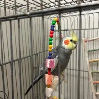 عروس هلندی نر و ماده