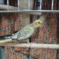 عروس هلندی گلباقالی|پرنده|شاهدشهر, |دیوار