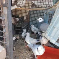 ۱۰عددکبوترتهرانی،جوین