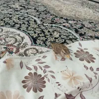 پرنده گمشده
