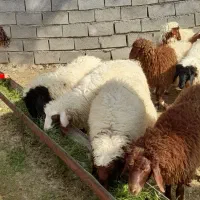 بره   کاور  ورک شیروان