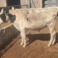 گوساله فروشی|حیوانات مزرعه|خرقان, |دیوار