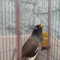 مرغ مینا سخنگو