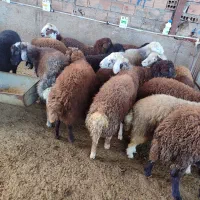 بره نره|حیوانات مزرعه|گرگان, |دیوار