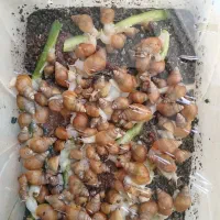 حلزون آلبینو ، آچاتینا