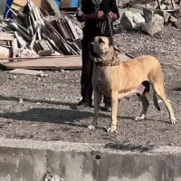 ماده سرابی نگهبان سنگین وزن