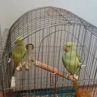 طوطی ملنگو نروماده