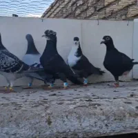 دسته 10تایی نر پرشی زدخوردی یکی مشکوک