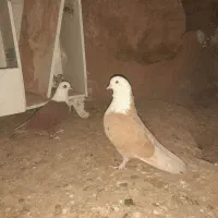 کفتر پرشی|پرنده|نیشابور, مازول|دیوار