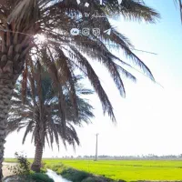نیاز مند کارگر برای در آوردن بچه نخل