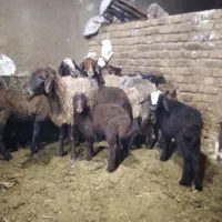 میش بره جفتی