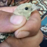 جوجه سهره