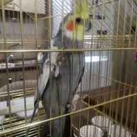 عروس هلندی