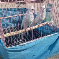 پرنده طوطی عروس|پرنده|آغاجاری, |دیوار