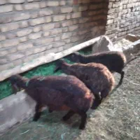 ۳عدد بره نر افشار صحرا رفته