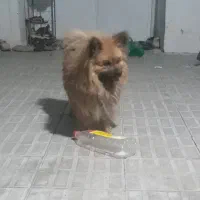 سگ پامر اصل به دلیل نتونستن رسیدگی حتی شته نشده