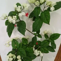طراوت خانه