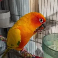 پرنده گمشده