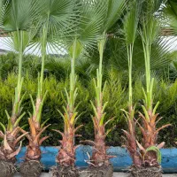 پالم واشنگتن تنه آناناسی