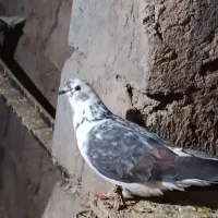 کبوتر|پرنده|اردبیل, |دیوار