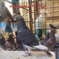 تعدادی کبوتر خوب|پرنده|اهواز, کوی مهدیس|دیوار