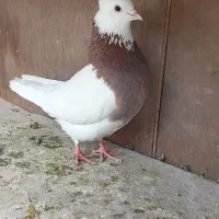 کبوتر نر طوقی