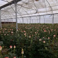 گلخانه ی رز شاخه بریده