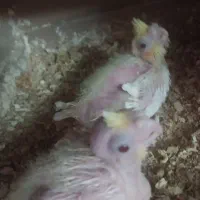 عروس هلندی سرلاکی