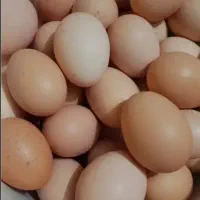 تخم مرغ محلی