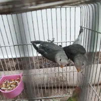 3عدد فیشر رنگ خاص