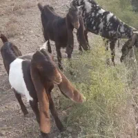 فروش نر بزغاله کاموری|حیوانات مزرعه|گنبد کاووس, |دیوار