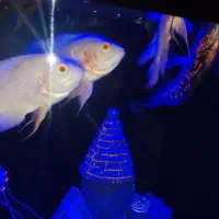 ماهی اسکار|ماهی|سقز, |دیوار