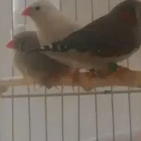 ۳ عدد فنچ نر