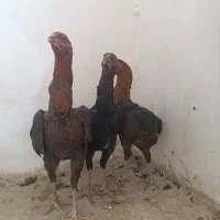 مرغ لاری نصلی|حیوانات مزرعه|مشهد, امیریه|دیوار