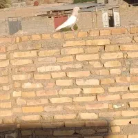 دمسفید|پرنده|سوسنگرد, |دیوار