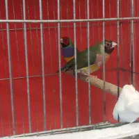 فنچ گلدین|پرنده|شیراز, شهرک گلستان شمالی|دیوار