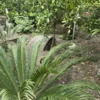 ویلا باغ ۴۵۰متری بندپی نوشهر|فروش خانه و ویلا|نوشهر, |دیوار