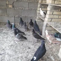 کبوتر پلاکی۲۰ عدد