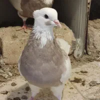 طوق کرمانشاهی|پرنده|مبارکه, |دیوار