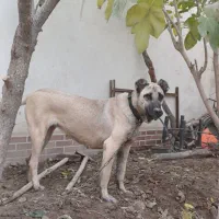 سگ سراب کانگال خالص|سگ|شاهدشهر, |دیوار