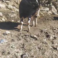 گاو‌‌یا.گوساله