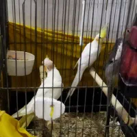 پرنده عروس هلندی