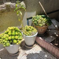 تعدادی گل و گلدان به فروش می رسد