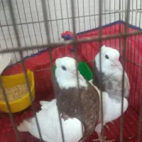 جوجه طوقی مهر