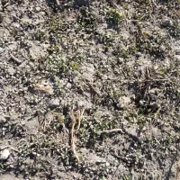 بذر یونجه تضمینی برا روشت|خدمات باغبانی و درختکاری|محمدبار, |دیوار