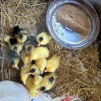 جوجه اردک اسراییلی
