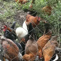 جوجه های کاکولی و معمولی