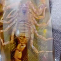 گردنبند|بدلیجات|تهران, بوستان ولایت|دیوار